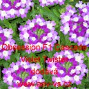 Spor&yacute;&scaron; zahradn&iacute;, zkř&iacute;žen&yacute; Obsession F1 Cascade Violet Twister