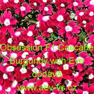 Spor&yacute;&scaron; zahradn&iacute;, zkř&iacute;žen&yacute; Obsession F1 Cascade Burgundy with Eye