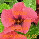 Barv&iacute;nek růžov&yacute; Tattoo Tangerine