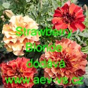 Aksamitn&iacute;k rozkladit&yacute; Strawberry Blonde