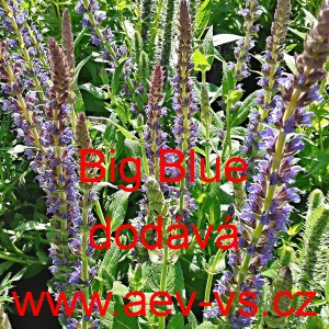 &Scaron;alvěj mezidruhov&aacute; Big Blue