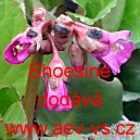 Berg&eacute;nie tučnolist&aacute; Shoesine