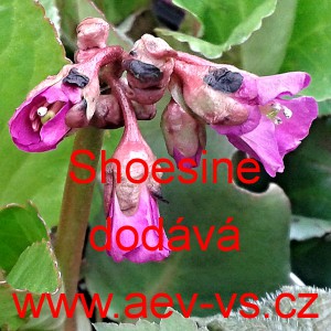 Berg&eacute;nie tučnolist&aacute; Shoesine