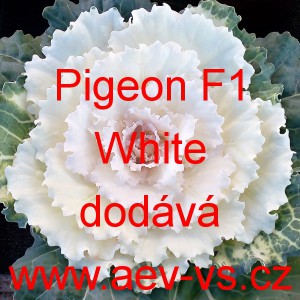 Okrasn&eacute; zel&iacute;, brukev zeln&aacute; Pigeon F1 White