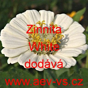 Ost&aacute;lka sličn&aacute;, lep&aacute; Zinnita White