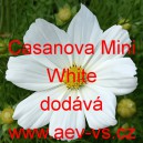 Kr&aacute;senka zpeřen&aacute; Casanova Mini White