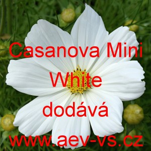 Kr&aacute;senka zpeřen&aacute; Casanova Mini White