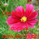 Kr&aacute;senka zpeřen&aacute; Casanova Mini Pink