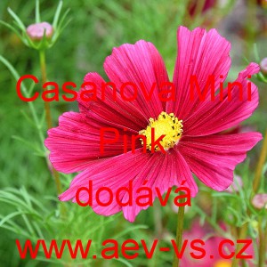 Kr&aacute;senka zpeřen&aacute; Casanova Mini Pink