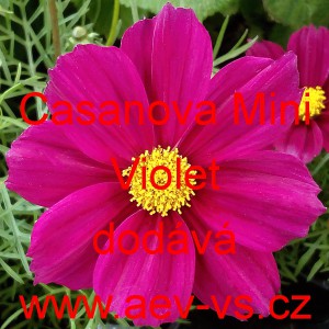 Kr&aacute;senka zpeřen&aacute; Casanova Mini Violet