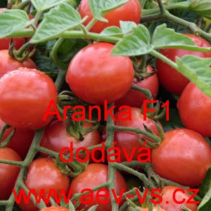 Rajče tyčkov&eacute; hybridn&iacute; Aranka F1