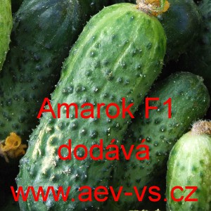 Okurka set&aacute; nakl&aacute;dačka hybridn&iacute; partenokarpick&aacute; Amarok F1