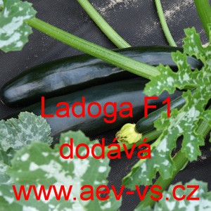 Tykev obecn&aacute; cuketa hybridn&iacute; Ladoga F1