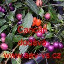 Paprika p&aacute;liv&aacute; čil&iacute; Cancun