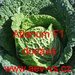 Kapusta hl&aacute;vkov&aacute; hybridn&iacute; Atlanum F1