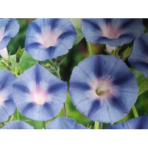 Pov&iacute;jnice nachov&aacute; Blue Star