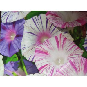 Pov&iacute;jnice nachov&aacute; Carnevale di Venezia