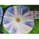 Pov&iacute;jnice trojbarv&aacute; Flying Saucers