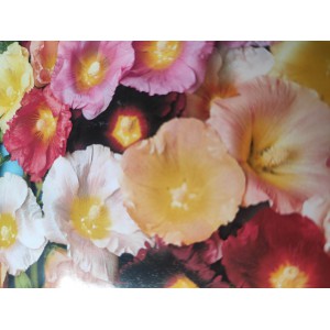 Topolovka fikolist&aacute; Happy Lights Mix