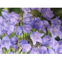 Zvonek okrouhlolist&yacute; Glockenblume