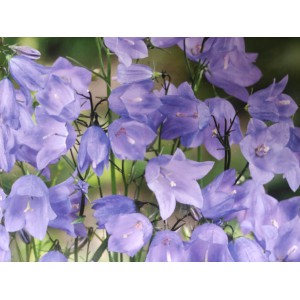 Zvonek okrouhlolist&yacute; Glockenblume