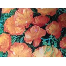 Sluncovka kalifornsk&aacute;, kalifornsk&yacute; m&aacute;k Thai Silk Apricot Chiffon