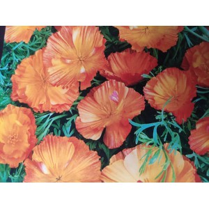 Sluncovka kalifornsk&aacute;, kalifornsk&yacute; m&aacute;k Thai Silk Apricot Chiffon