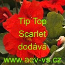 Lichořeři&scaron;nice men&scaron;&iacute;, peru&aacute;nsk&aacute; Tip Top Scarlet