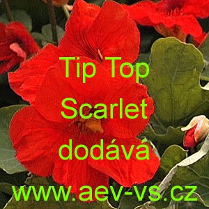 Lichořeři&scaron;nice men&scaron;&iacute;, peru&aacute;nsk&aacute; Tip Top Scarlet