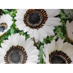 Nerenka skvostn&aacute;, n&aacute;dhern&aacute; Zulu Prince