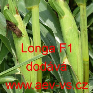 Kukuřice cukrov&aacute; hybridn&iacute; Longa F1