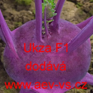 Kedluben modr&yacute; hybridn&iacute; Ukza F1