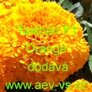 Aksamitn&iacute;k vzpř&iacute;men&yacute; Taishan F1 Orange