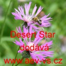 Buděln&iacute;k ostnit&yacute; Desert Star
