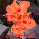 Dosna zahradn&iacute; (kanna) Orange Shades F1 Bronze Leaf