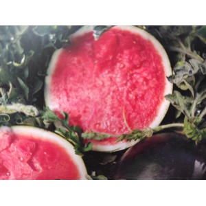 Meloun vodn&iacute; hybridn&iacute; Conguita Baby F1