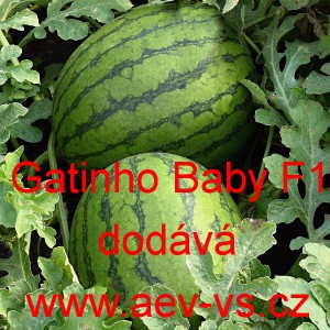 Meloun vodn&iacute; hybridn&iacute; Gatinho Baby F1