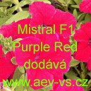 Pet&uacute;nie zkř&iacute;žen&aacute; velkokvět&aacute; Mistral F1 Purple Red