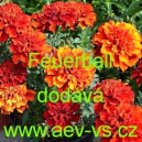 Aksamitn&iacute;k rozkladit&yacute; Feuerball