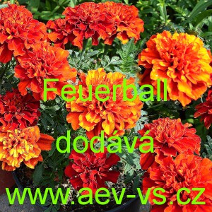 Aksamitn&iacute;k rozkladit&yacute; Feuerball