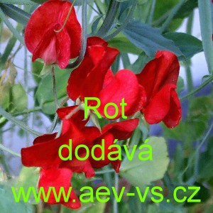 Hrachor vonn&yacute; Rot