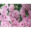 Topolovka růžov&aacute;, Proskurn&iacute;k topolovka Chaters Double Pink