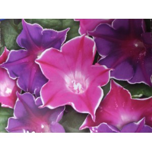 Pov&iacute;jnice nachov&aacute; Picotee Mix