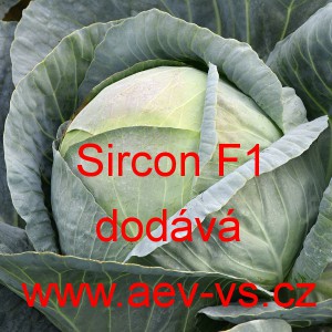 Zel&iacute; hl&aacute;vkov&eacute; b&iacute;l&eacute; hybridn&iacute; Sircon F1