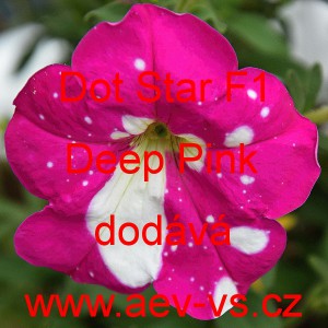 Pet&uacute;nie mnohokvět&aacute; Dot Star F1 Deep Pink