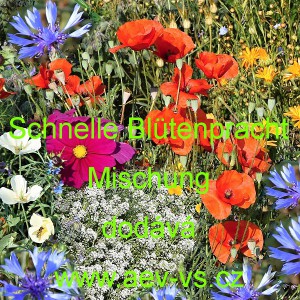 Schnelle Bl&uuml;tenpracht Mischung
