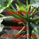 Tykev obecn&aacute; cuketa hybridn&iacute; Senzace F1 BABY
