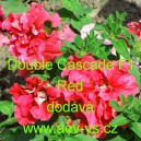 Pet&uacute;nie velkokvět&aacute; plnokvět&aacute; Double Cascade F1 Red