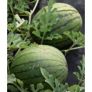 Meloun vodn&iacute; Lusitana F1