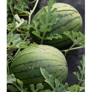 Meloun vodn&iacute; Lusitana F1